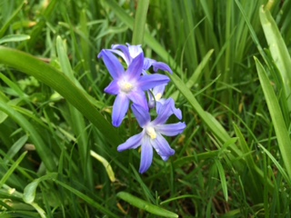 small blue bulb