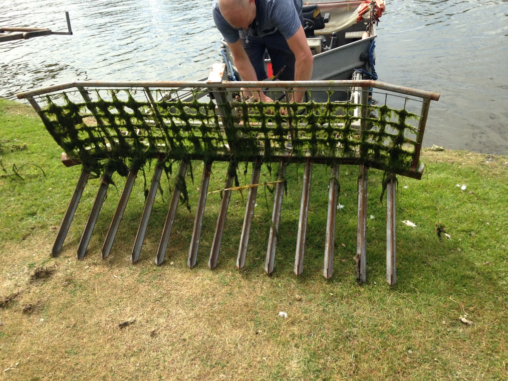 Hampton Court Palace Fisheries - WeeD Rake