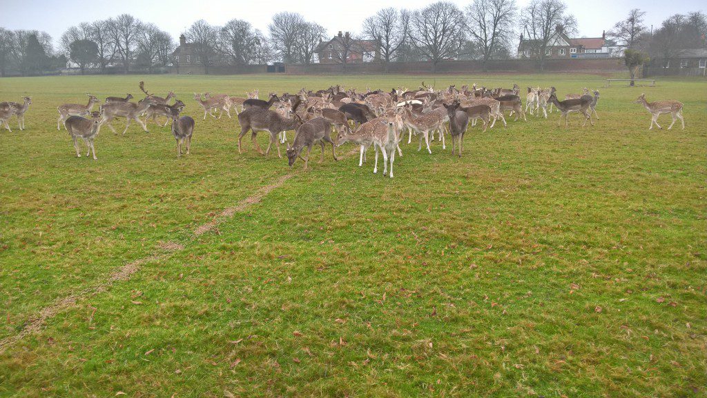 Deer and fawns feeding, mainly consisting of does