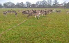 Winter supplementary deer feeding in Home Park
