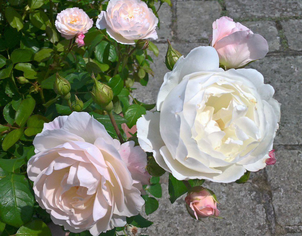 The White Garden At Kensington Palace Hrp Blogs