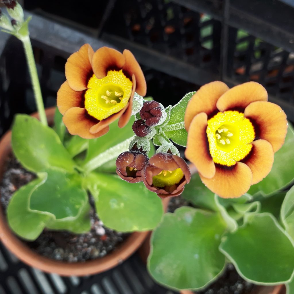 flower auricula