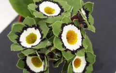 Falling in love with Auriculas: the most demanding and beautiful flowers in our collection