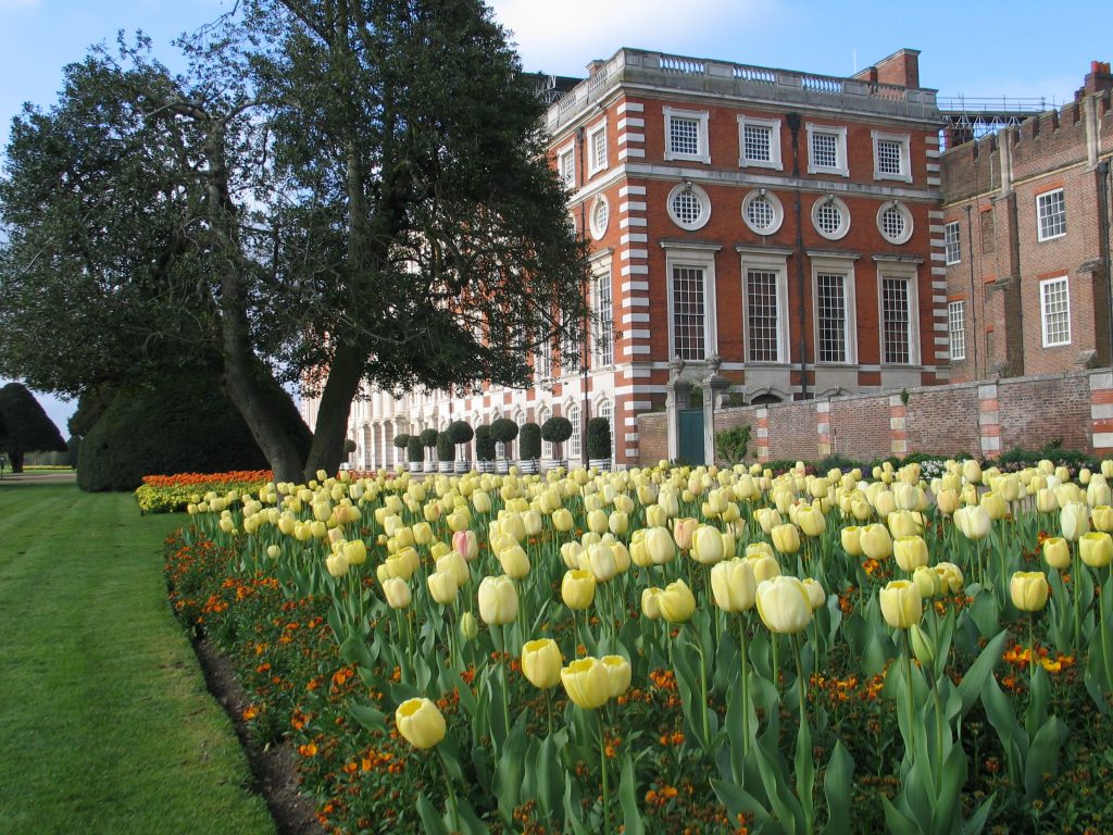 A Tulip Spectacle In The Hampton Court Gardens Hrp Blogs