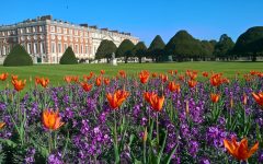 A tulip spectacle in the Hampton Court gardens