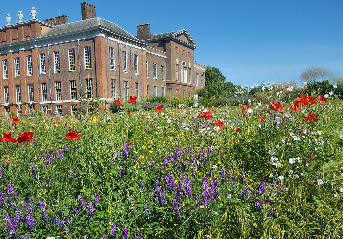 Kensington Palace wildflower meadows