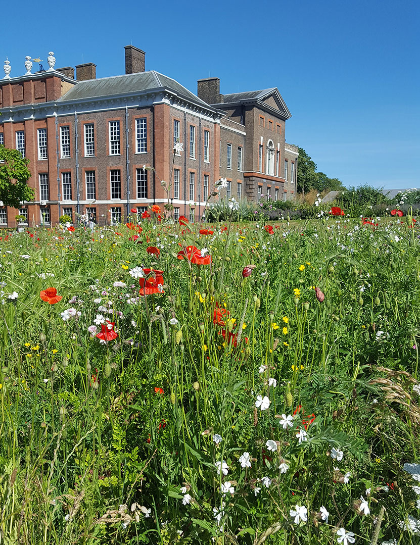 Wildflowers bloom at Kensington Palace HRP Blogs