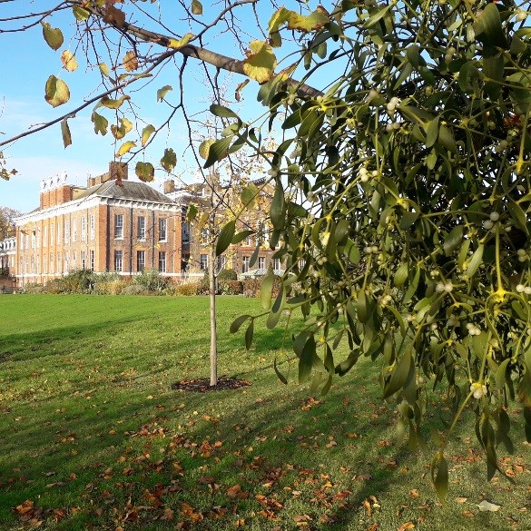 Mistletoe in the palace gardens: why do kiss under it? - HRP Blogs